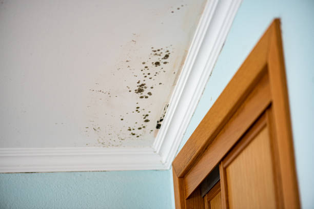 Best Attic Mold Removal  in Grandy, NC