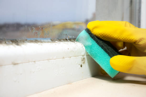 Best Mold Removal Near Me  in Grandy, NC