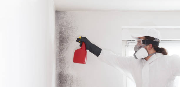 Best Home Mold Removal  in Grandy, NC