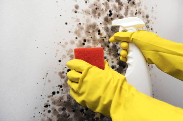 Water Damage Restoration in Grandy, NC