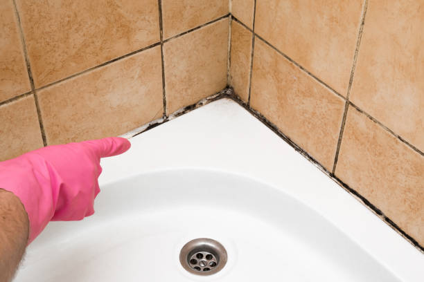 Best Same-Day Mold Removal  in Grandy, NC